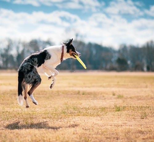 dog chasing frisbee